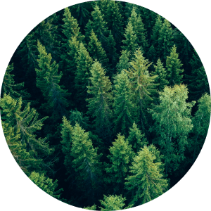 timbertech trees